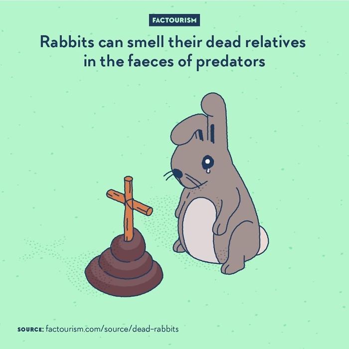 Rabbit Abilities