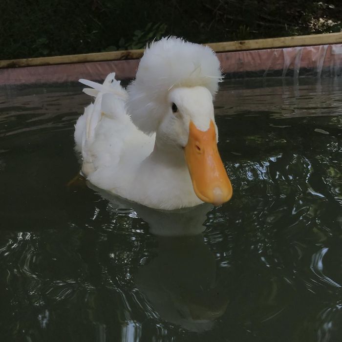 Crested Duck