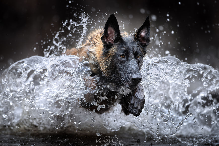 I Brought 7 Belgian Malinois To The River And Let Them Run. They Created Stunning Waves. ( 14 Pics) I Brought 7 Belgian Malinois To The River And Let Them Run. They Created Stunning Waves. ( 14 Pics)
