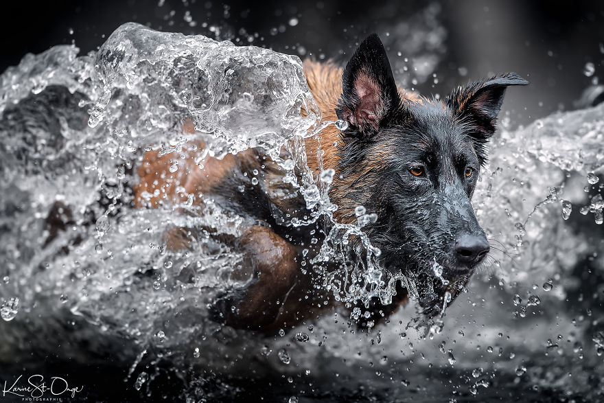 I Brought 7 Belgian Malinois To The River And Let Them Run. They Created Stunning Waves. ( 14 Pics) I Brought 7 Belgian Malinois To The River And Let Them Run. They Created Stunning Waves. ( 14 Pics)