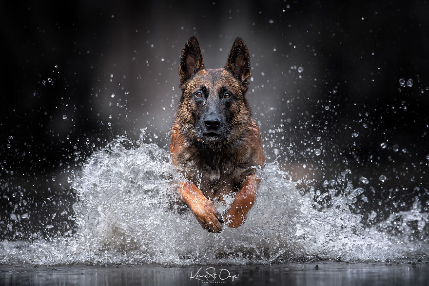 I Brought 7 Belgian Malinois To The River And Let Them Run. They Created Stunning Waves. ( 14 Pics) I Brought 7 Belgian Malinois To The River And Let Them Run. They Created Stunning Waves. ( 14 Pics)
