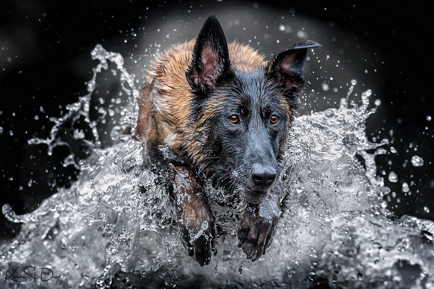 I Brought 7 Belgian Malinois To The River And Let Them Run. They Created Stunning Waves. ( 14 Pics) I Brought 7 Belgian Malinois To The River And Let Them Run. They Created Stunning Waves. ( 14 Pics)