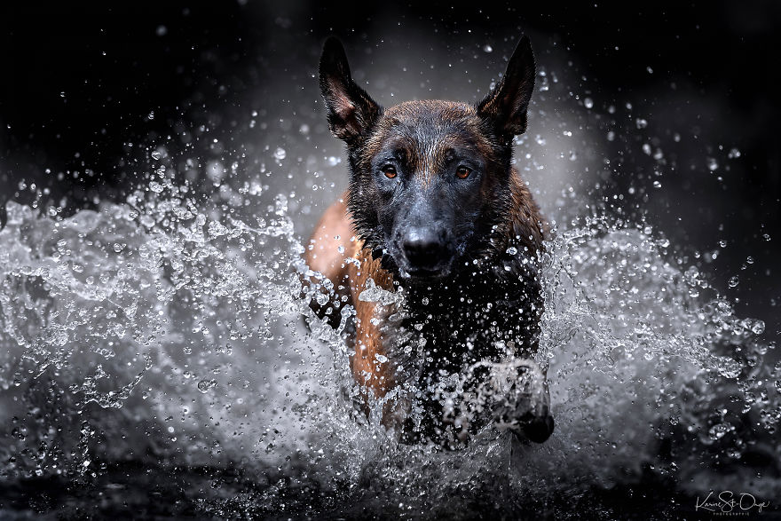 I Brought 7 Belgian Malinois To The River And Let Them Run. They Created Stunning Waves. ( 14 Pics) I Brought 7 Belgian Malinois To The River And Let Them Run. They Created Stunning Waves. ( 14 Pics)