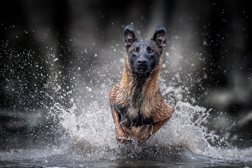 I Brought 7 Belgian Malinois To The River And Let Them Run. They Created Stunning Waves. ( 14 Pics) I Brought 7 Belgian Malinois To The River And Let Them Run. They Created Stunning Waves. ( 14 Pics)