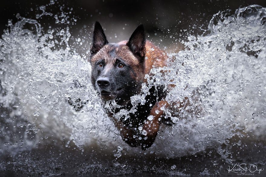 I Brought 7 Belgian Malinois To The River And Let Them Run. They Created Stunning Waves. ( 14 Pics) I Brought 7 Belgian Malinois To The River And Let Them Run. They Created Stunning Waves. ( 14 Pics)