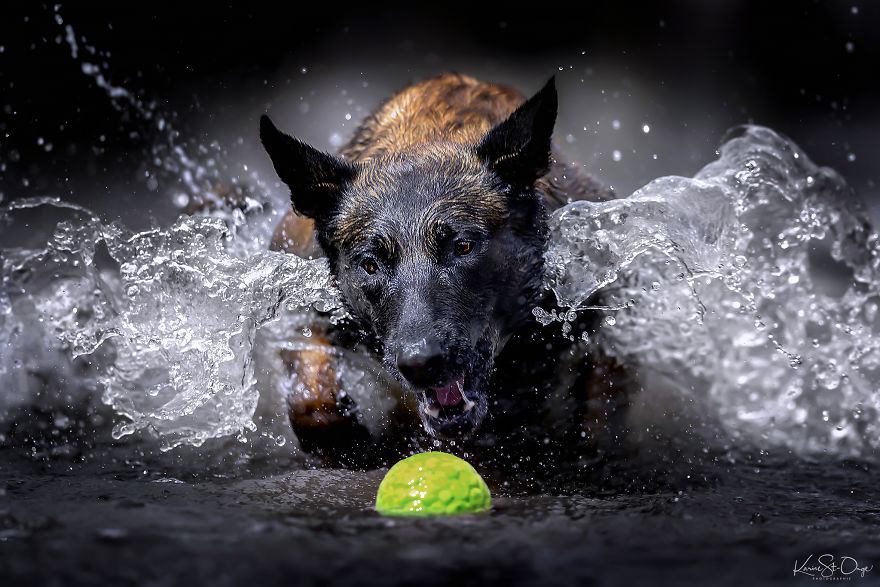 I Brought 7 Belgian Malinois To The River And Let Them Run. They Created Stunning Waves. ( 14 Pics) I Brought 7 Belgian Malinois To The River And Let Them Run. They Created Stunning Waves. ( 14 Pics)