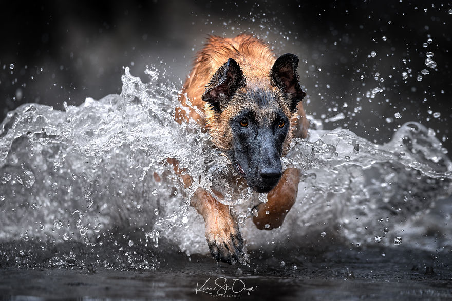 I Brought 7 Belgian Malinois To The River And Let Them Run. They Created Stunning Waves. ( 14 Pics) I Brought 7 Belgian Malinois To The River And Let Them Run. They Created Stunning Waves. ( 14 Pics)