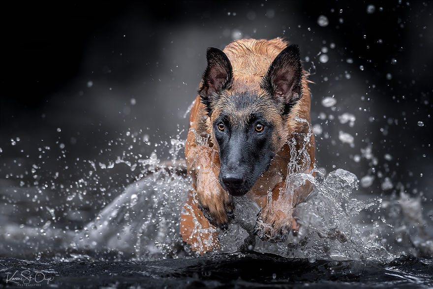 I Brought 7 Belgian Malinois To The River And Let Them Run. They Created Stunning Waves. ( 14 Pics) I Brought 7 Belgian Malinois To The River And Let Them Run. They Created Stunning Waves. ( 14 Pics)