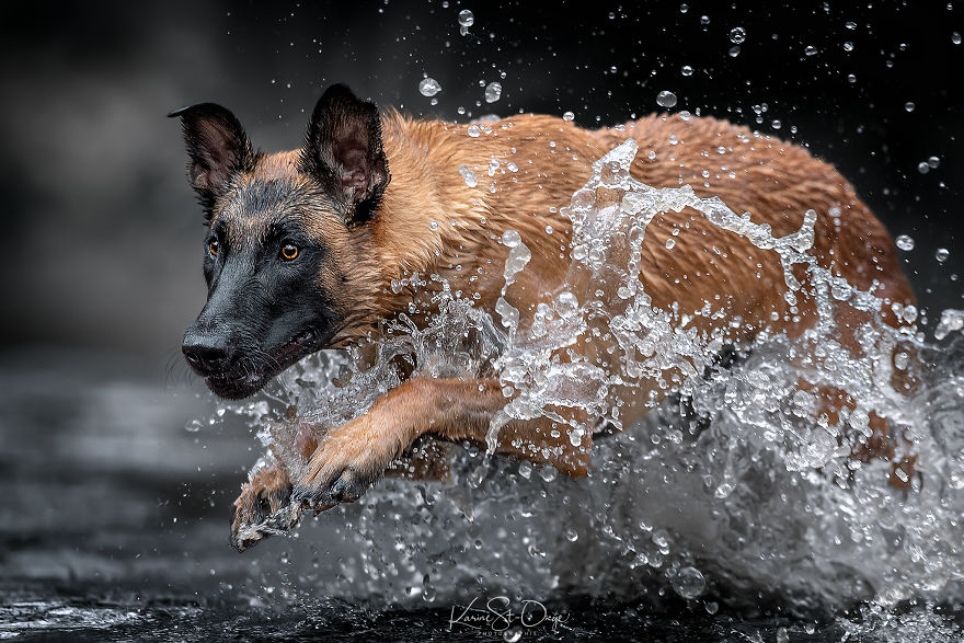 I Brought 7 Belgian Malinois To The River And Let Them Run. They Created Stunning Waves. ( 14 Pics) I Brought 7 Belgian Malinois To The River And Let Them Run. They Created Stunning Waves. ( 14 Pics)