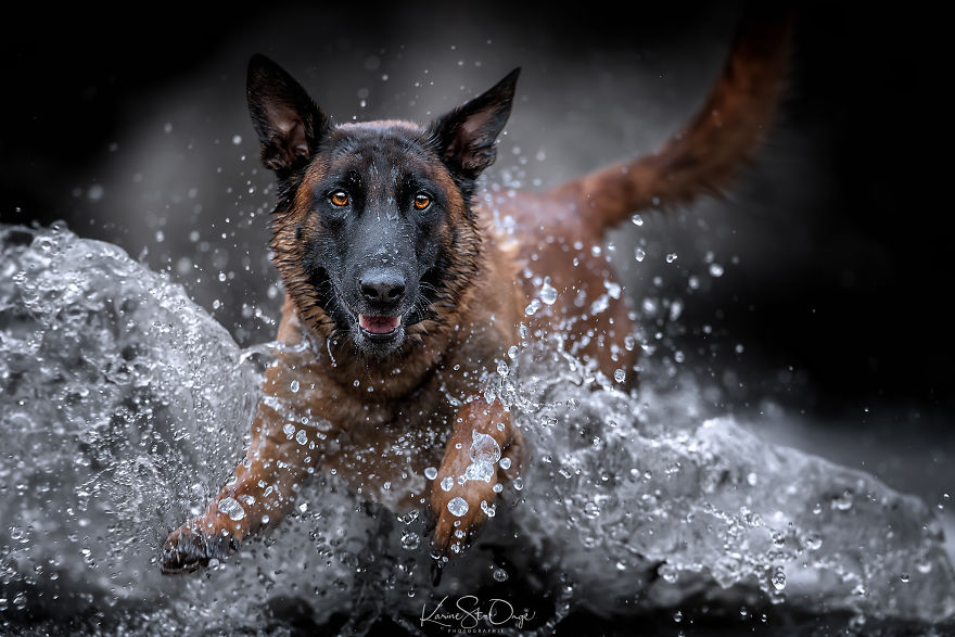 I Brought 7 Belgian Malinois To The River And Let Them Run. They Created Stunning Waves. ( 14 Pics) I Brought 7 Belgian Malinois To The River And Let Them Run. They Created Stunning Waves. ( 14 Pics)