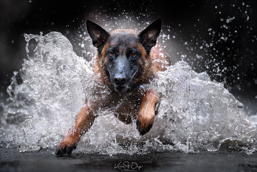 I Brought 7 Belgian Malinois To The River And Let Them Run. They Created Stunning Waves. ( 14 Pics) I Brought 7 Belgian Malinois To The River And Let Them Run. They Created Stunning Waves. ( 14 Pics)