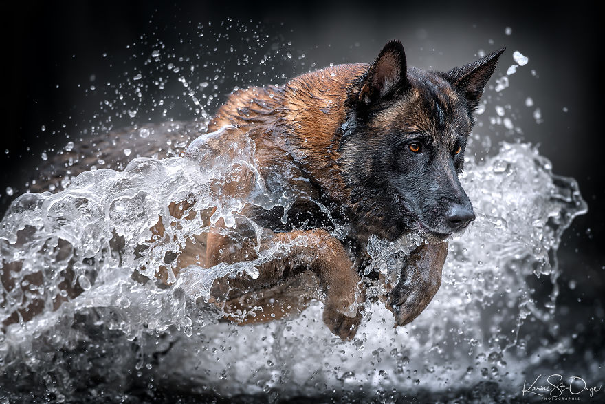 I Brought 7 Belgian Malinois To The River And Let Them Run. They Created Stunning Waves. ( 14 Pics) I Brought 7 Belgian Malinois To The River And Let Them Run. They Created Stunning Waves. ( 14 Pics)