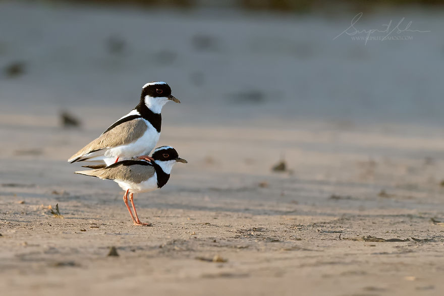 Pied Plover Male And Female