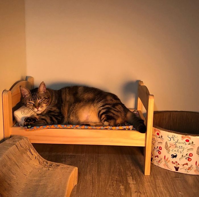 IKEA Sells Mini Beds For Children's Toys, People Buy Them For Their Cats (30 Pics)