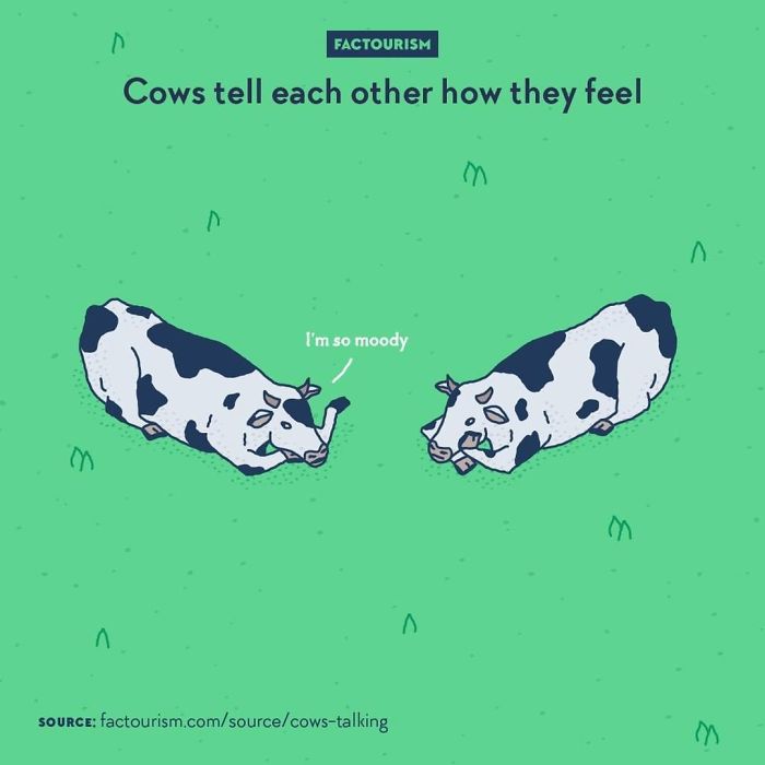 Emotional Cows