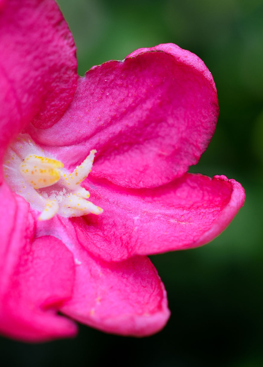 The Last Floral Photoshoot Before The Quarantine..