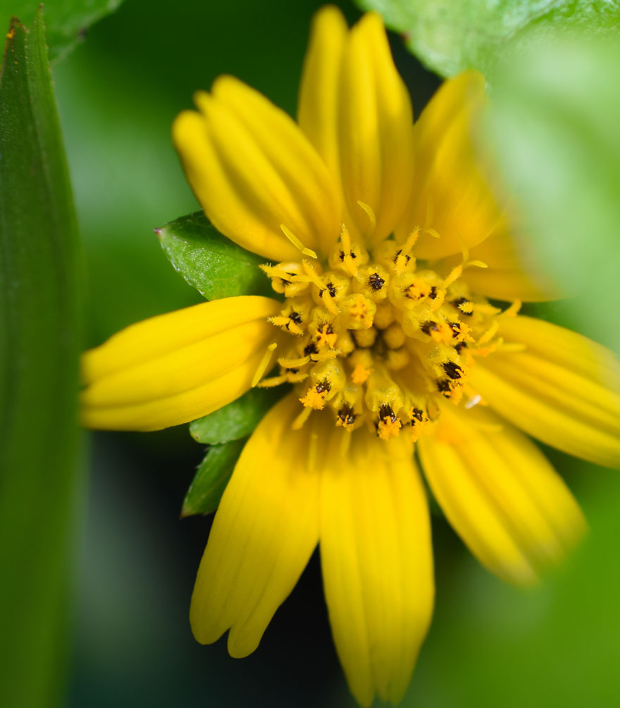 The Last Floral Photoshoot Before The Quarantine..
