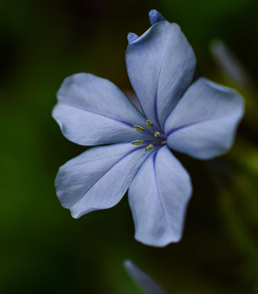The Last Floral Photoshoot Before The Quarantine..