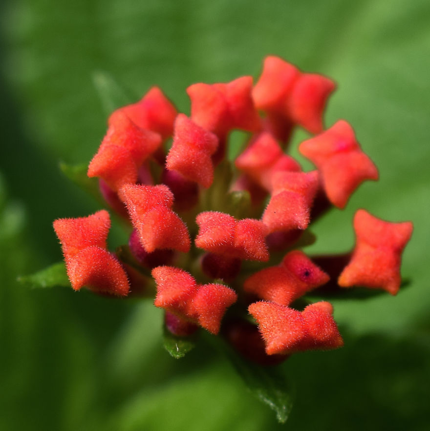 The Last Floral Photoshoot Before The Quarantine..