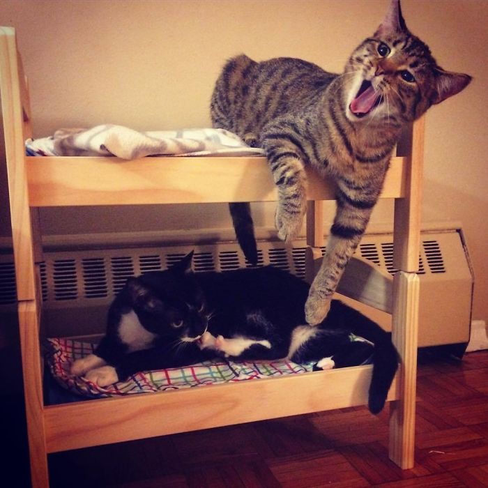 Bunk Bed For Cats