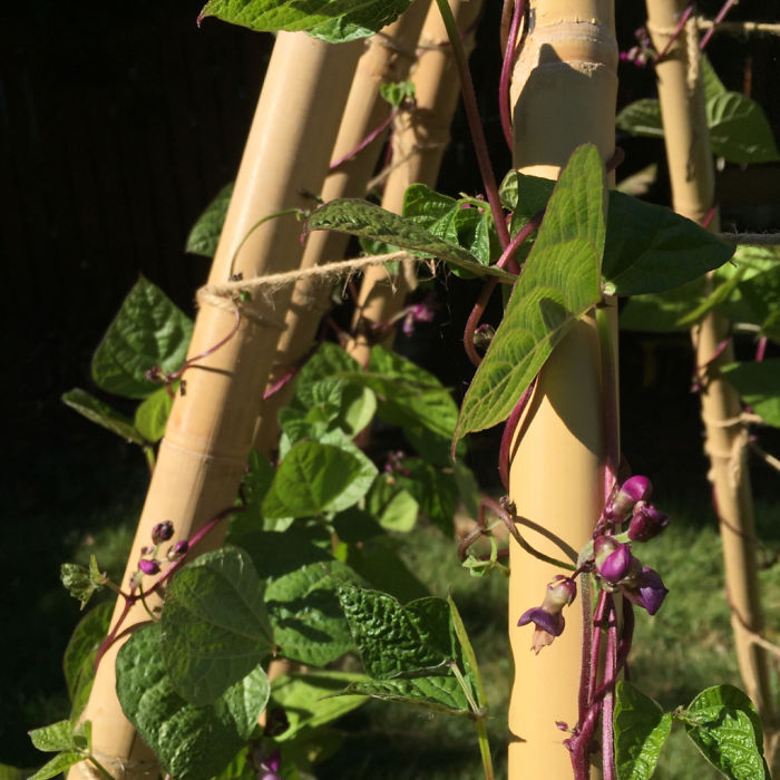 People Are Growing Magical Bean Pole Garden Tents For Their Kids