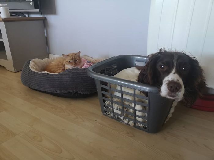 When The Stupid Cat Steals Your Bed So You Have To Improvise. It Was Actually Super Comfy And I Didn't Want To Get Out, Even Though Mum Had Washing To Do