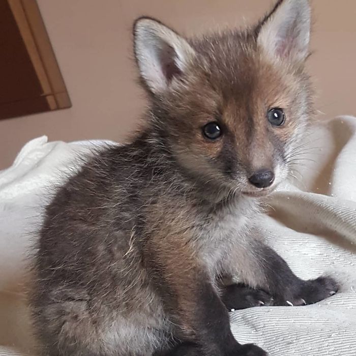 Day 14 Rescue So Presumably He Is 6 Weeks Old. Growing Fast And Cheekier By The Day. Already Prowling, Jumping Higher And Making Sneaky Attacks The Wild Style