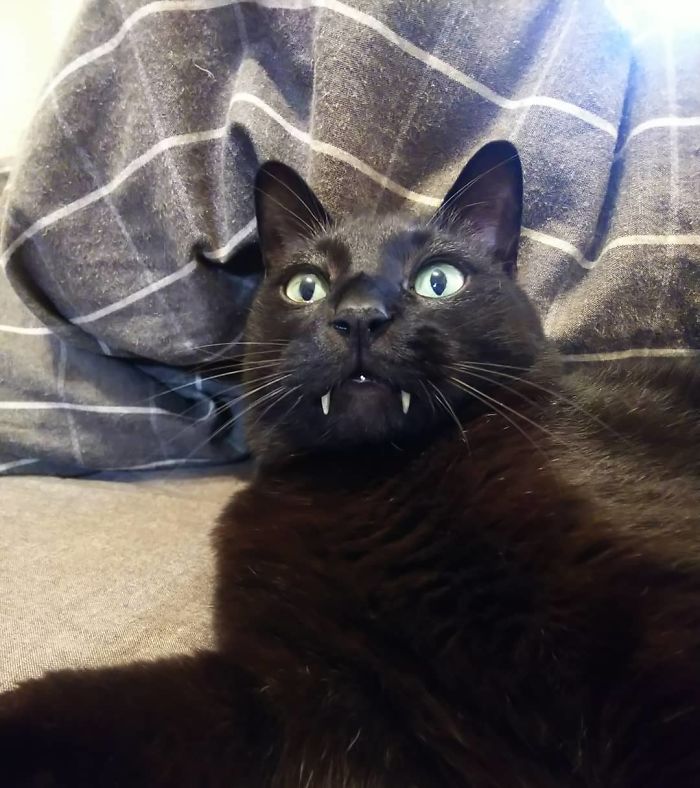 Gato vampiro