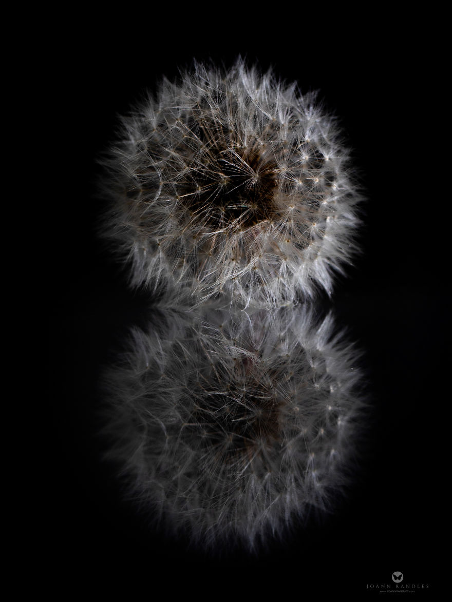 "Balance" An Intimate Portrait Of A Dandelion - A Mindfulness Photo Series I Created During Lockdown.