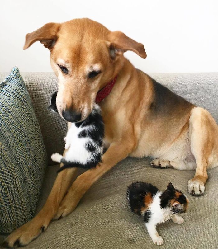 Dog Takes Care Of Every Rescue Kitten In This Cat Shelter And Here Are 30 Pics To Show His Love Is Never-ending