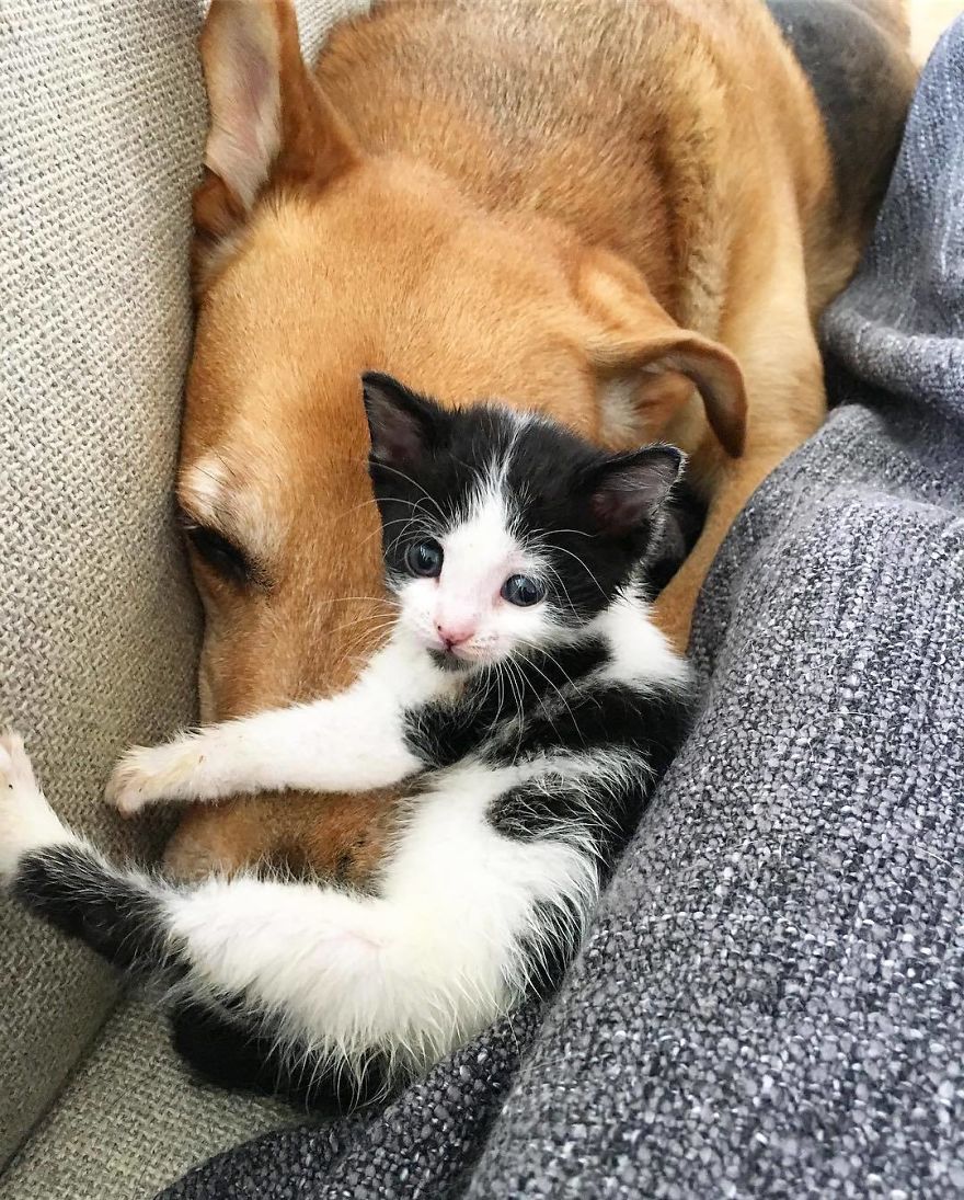 Dog Takes Care Of Every Rescue Kitten In This Cat Shelter And Here Are 30 Pics To Show His Love Is Never Ending Bored Panda
