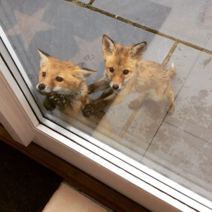 Woke Up Early To Find These Feisty Little Fox Cubs Scrabbling At The Back Door! Think They Must Be Confused By Seeing Their Reflection In The Glass