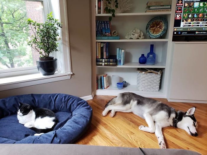 Old Story: Cat Stealing Dog Bed