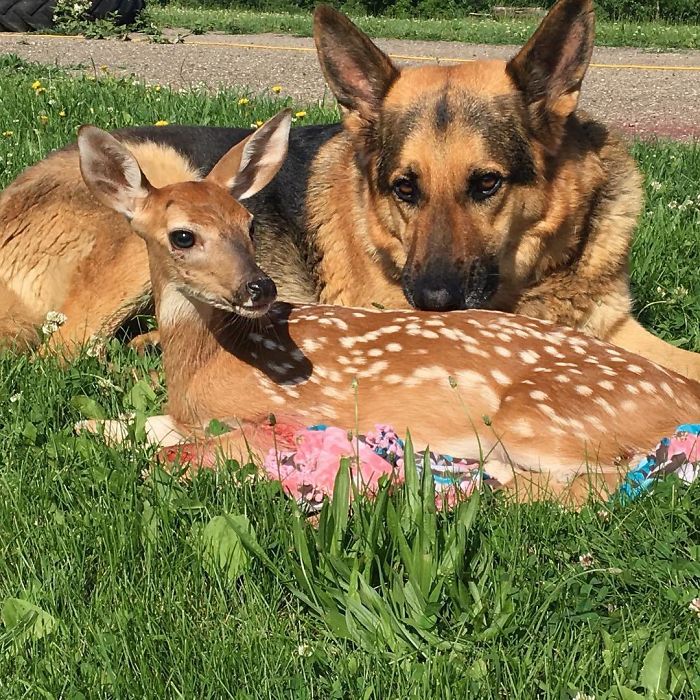 Kind-Hearted Dog Surprises Owner By Comforting The Orphaned Fawns She Rescues