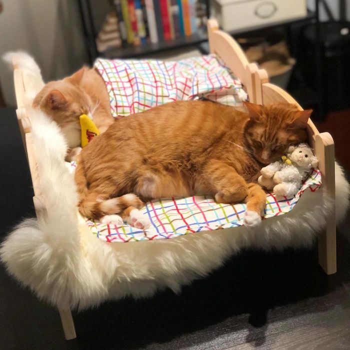 Cat Bed
