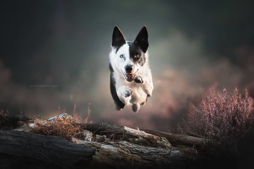 I Photograph Captivating Dog Portraits In Magical Forests And Unbelievable Places