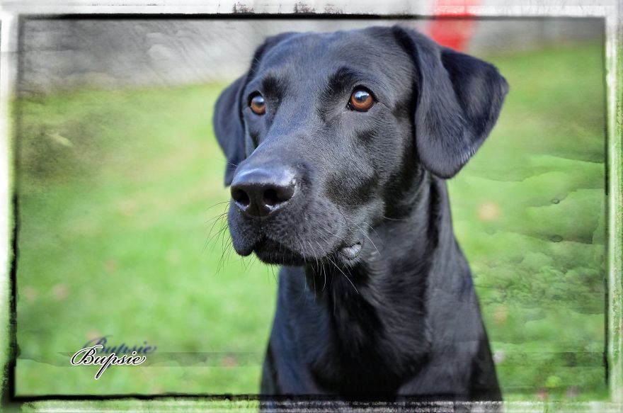 Max, The Black Labrador.