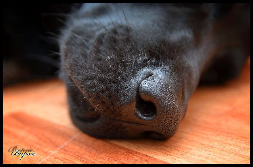 Max, The Black Labrador.