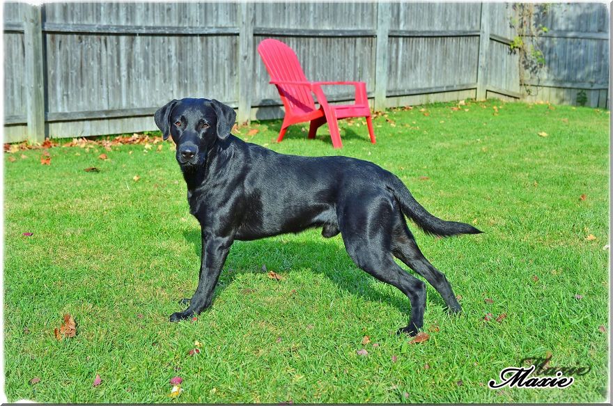 Max, The Black Labrador.