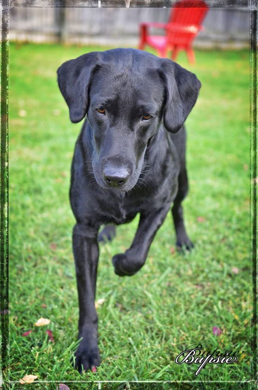 Max, The Black Labrador.