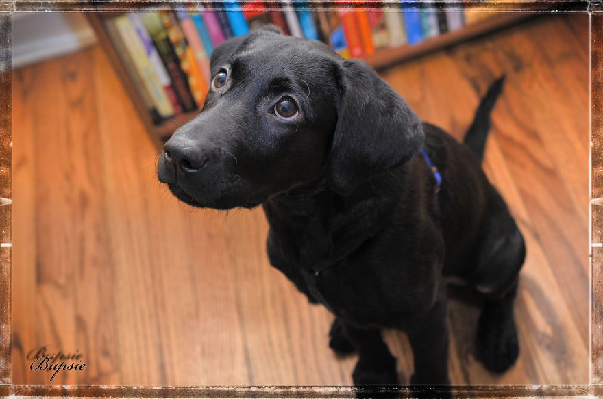 Max, The Black Labrador.