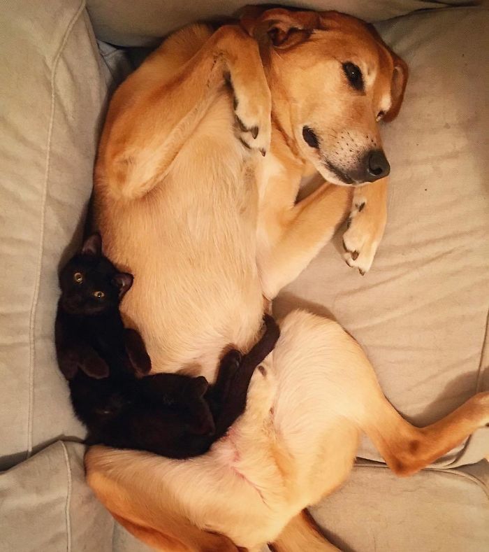 Dog Takes Care Of Every Rescue Kitten In This Cat Shelter And Here Are 30 Pics To Show His Love Is Never-ending