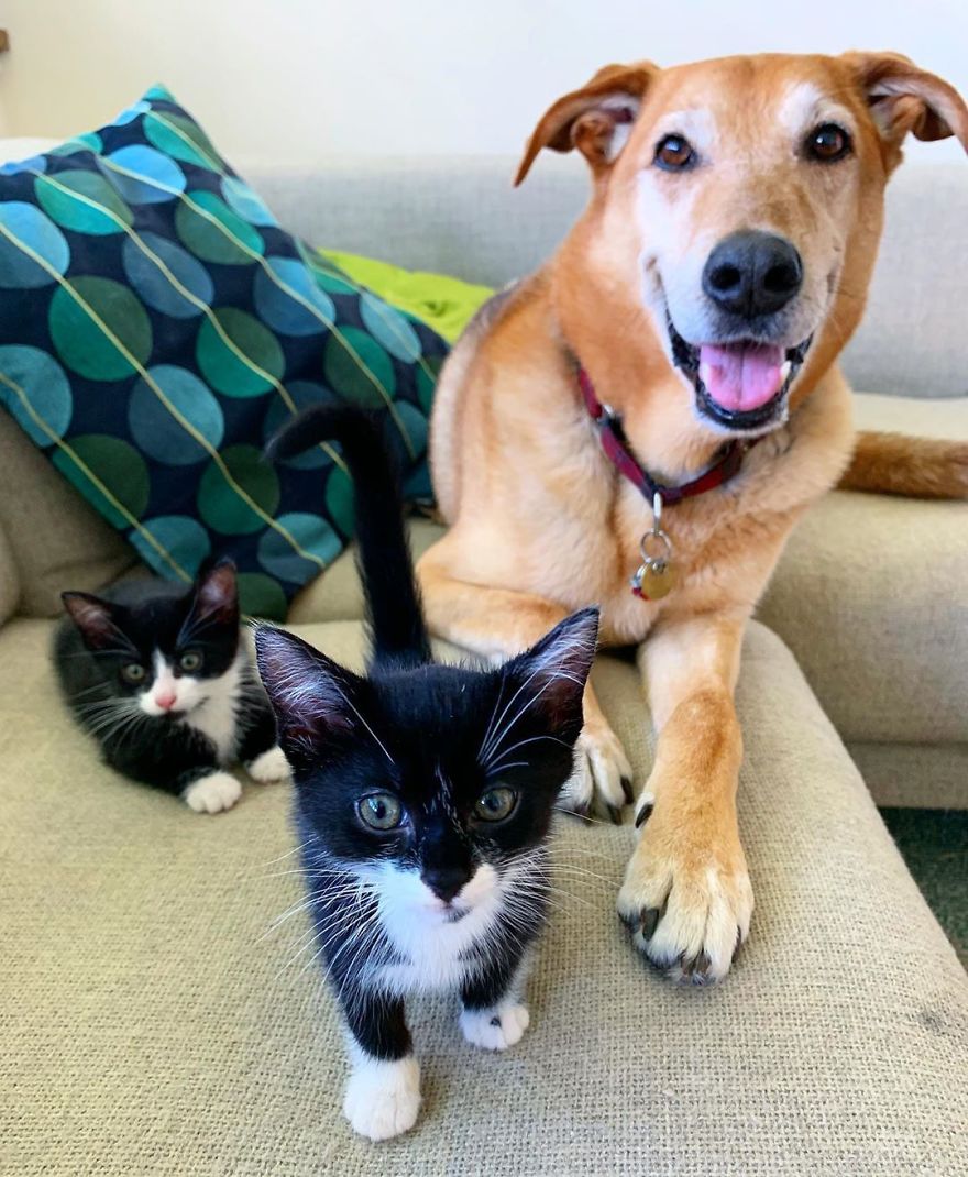 Shelter Owner For Abandoned Kittens Has A Lovely Dog As A Helper And Couldn't Have A Better One