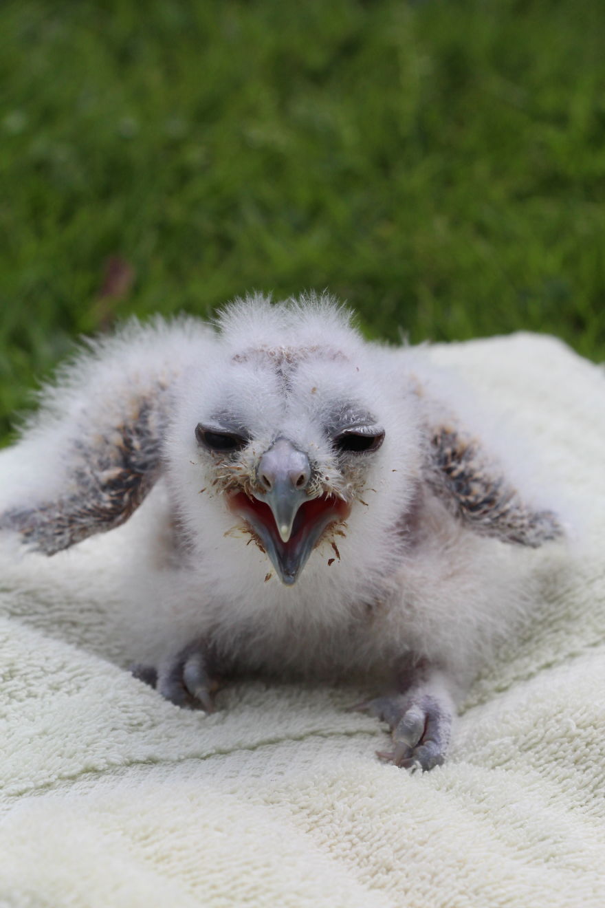 Chick J Is The Newest Addition To The Population Of Canada's Most Endangered Owl