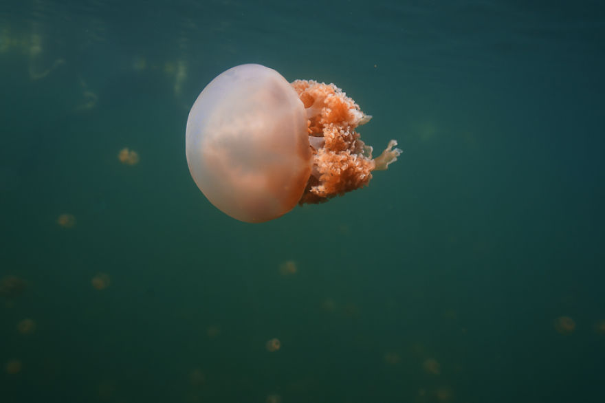 I Swam Around Jellyfish Lake In Palau