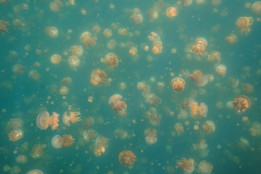 I Swam Around Jellyfish Lake In Palau