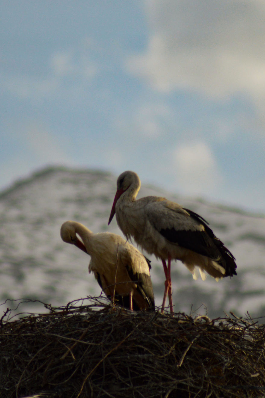 I Spent 75 Hours To Capture This Love Ceremony, They Are Simply Like Humans