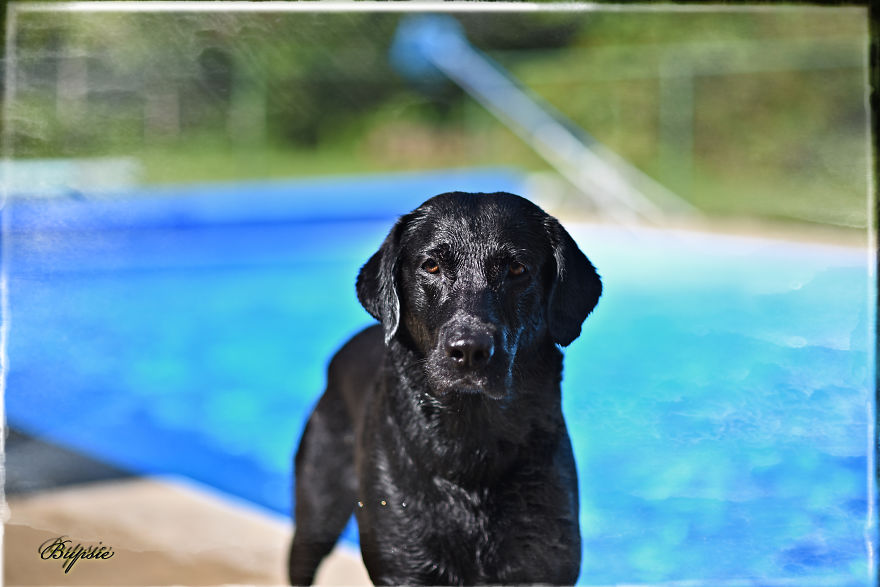 Max, The Black Labrador.