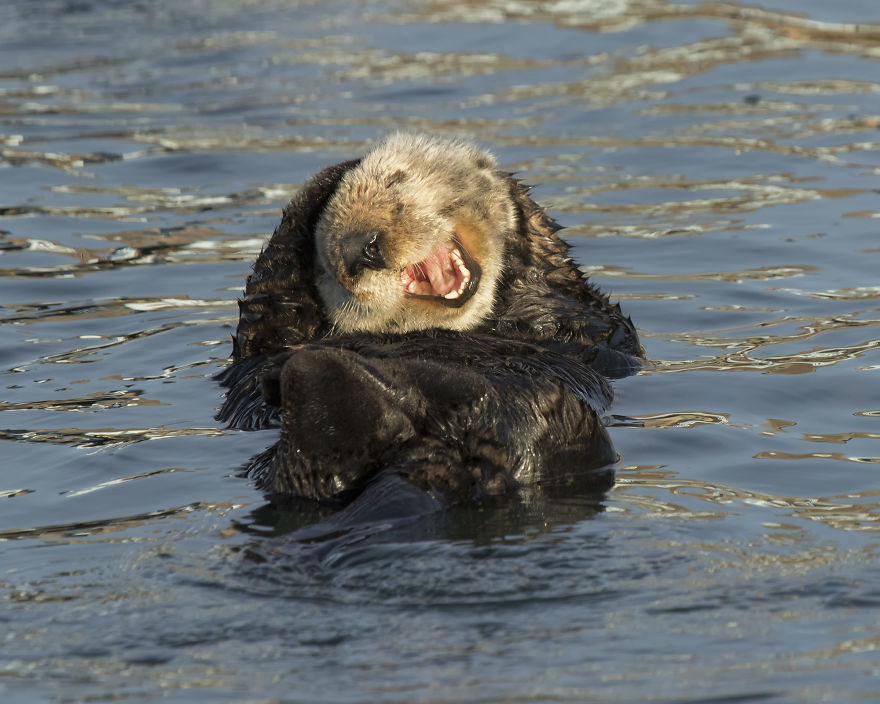 "Laughing Sea Otter." California, USA