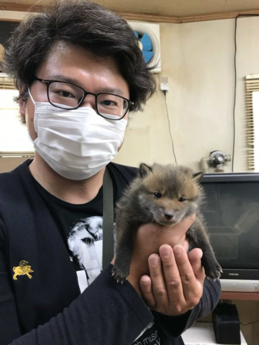Este japonés pidió ayuda en redes sociales para encontrar a los dueños de un "perrito" que encontró, y resulta que no era un perrito